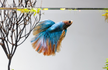 Betta Care Tips You Should Know